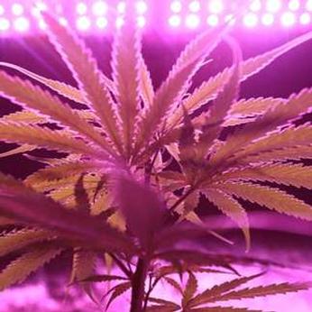 Tips for Improving Air Circulation in your Cannabis Grow Room