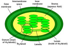 Chlorophyll Pickup in Extractions