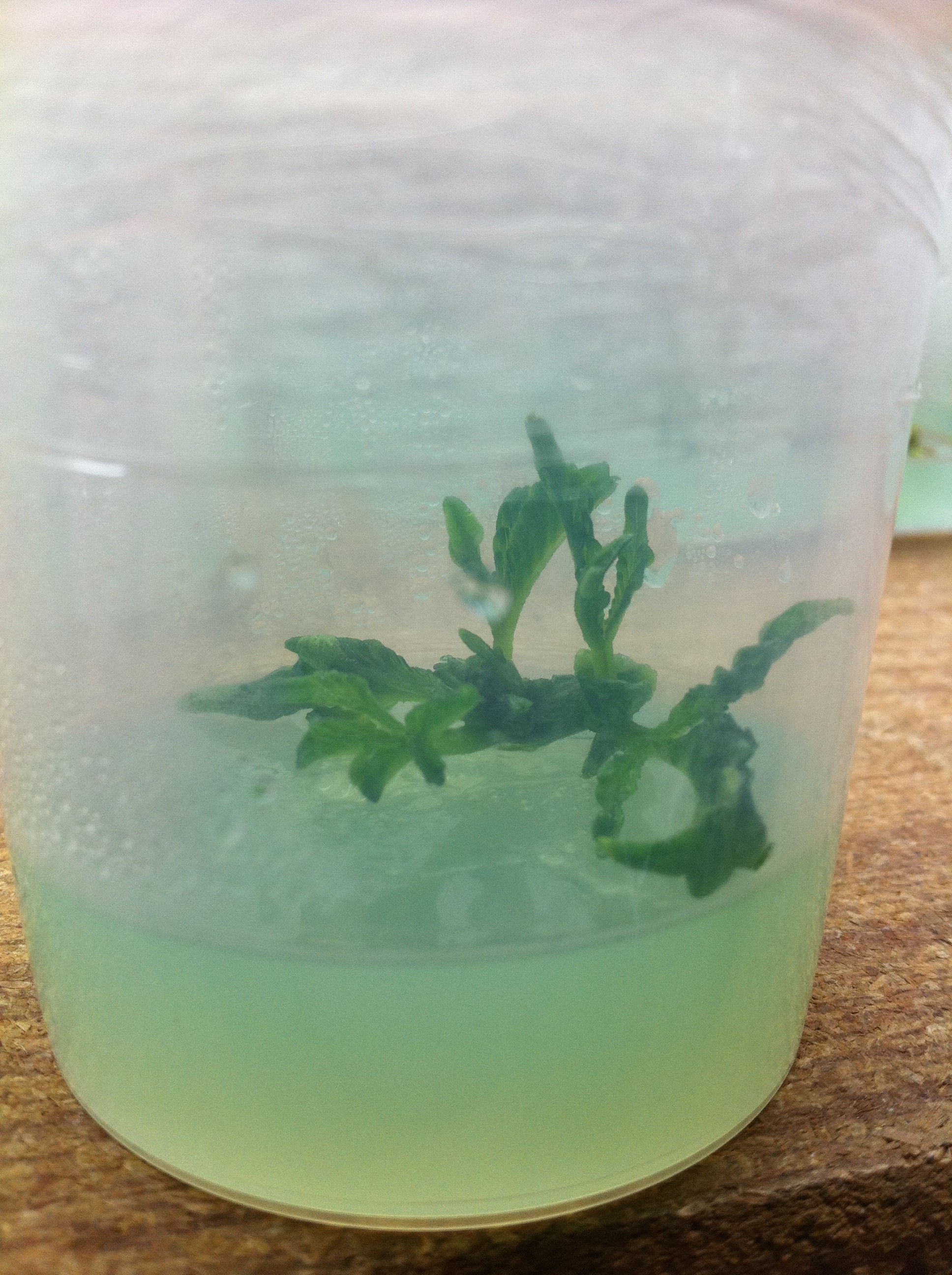 Tissue Culture